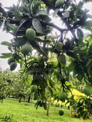 Free delivery if you take mangoes.