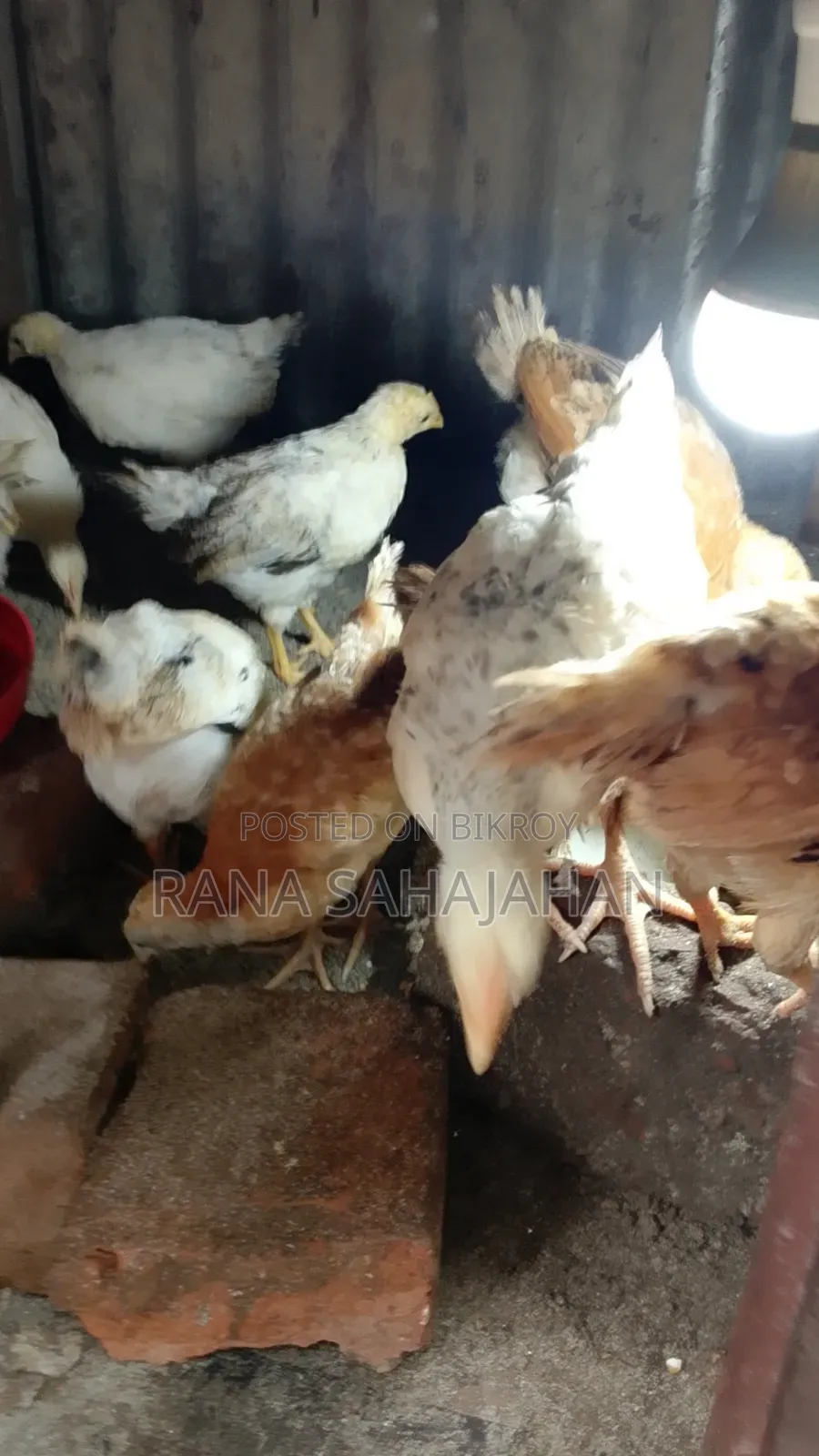 Original Pakistani Chicken Chicks