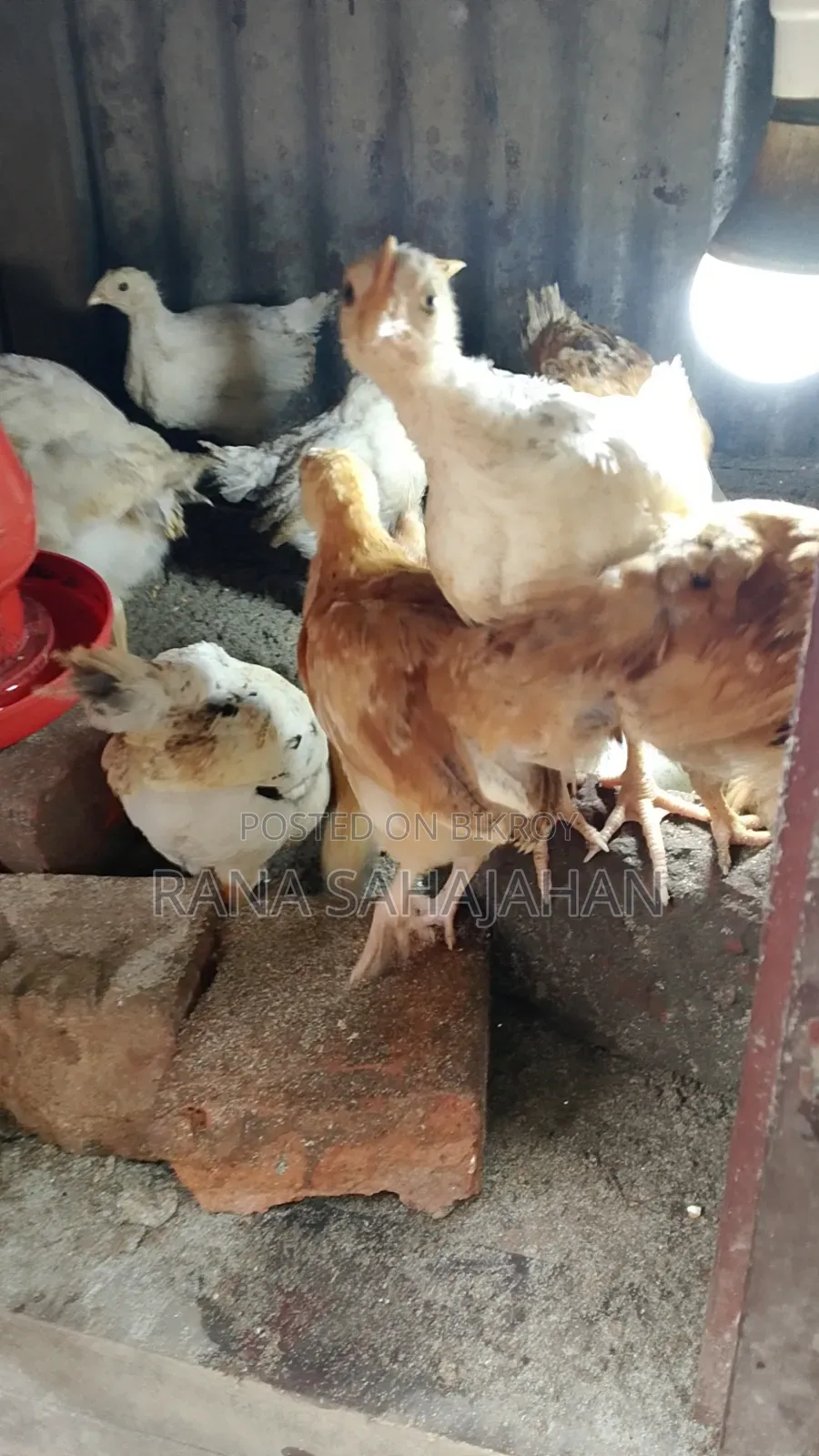 Original Pakistani Chicken Chicks