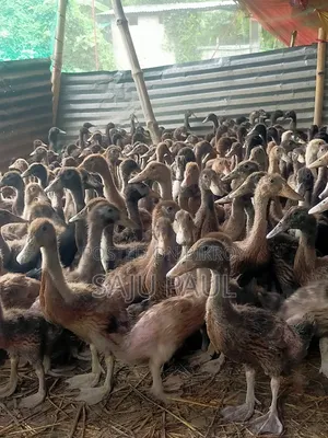 Ducklings