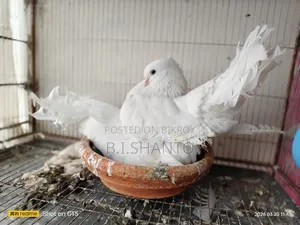 White American Lakha Pair