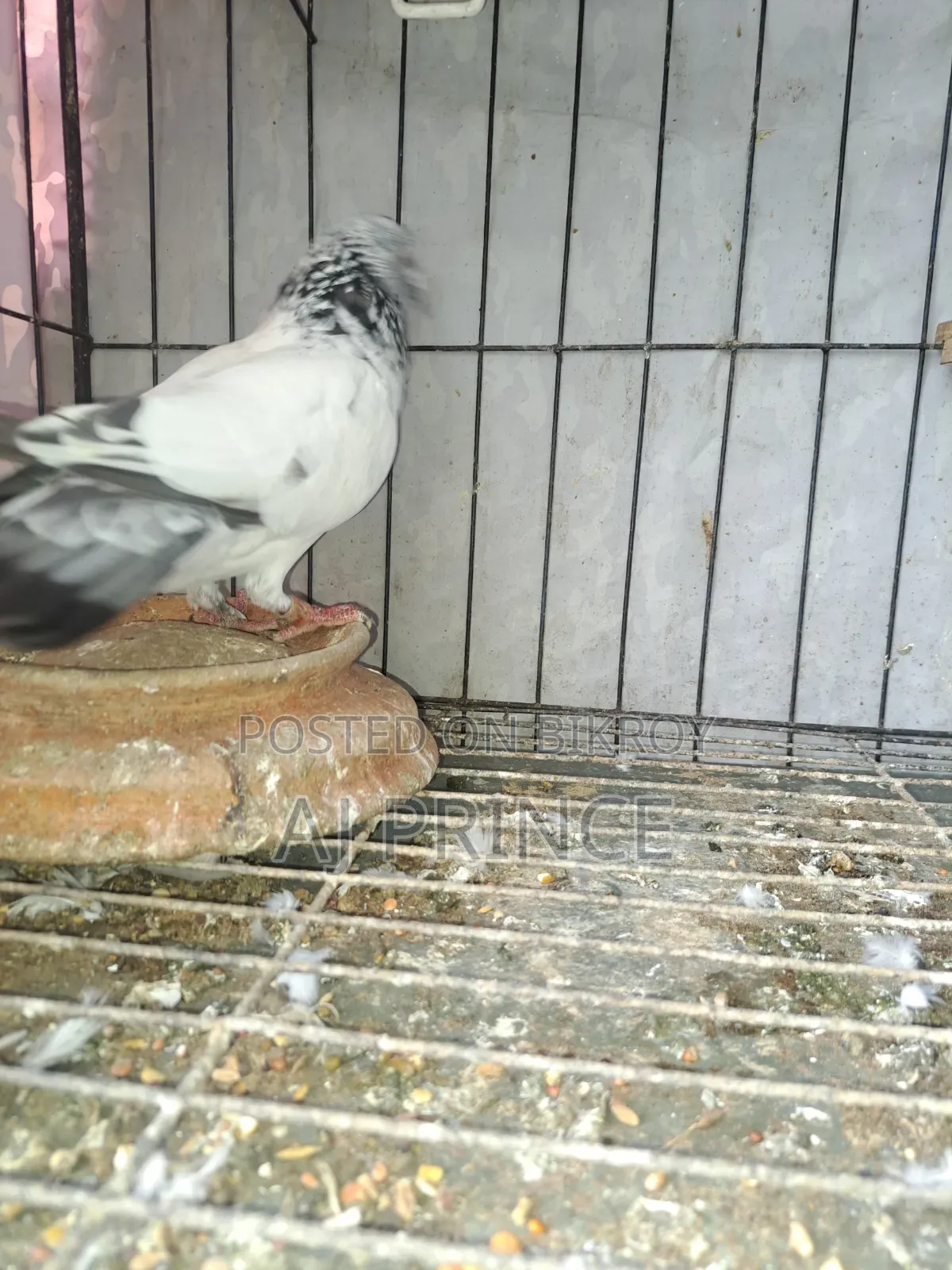 Green Golla Male Pigeon for Sale
