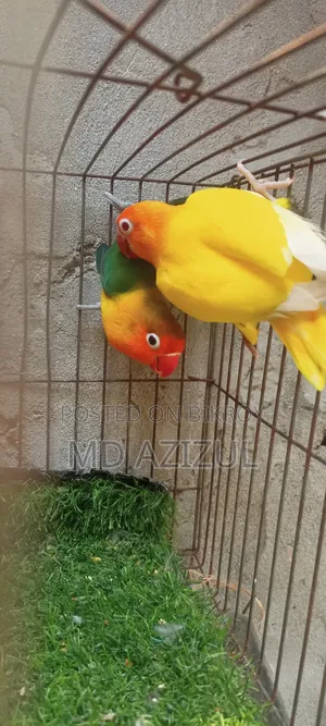Lovebirds