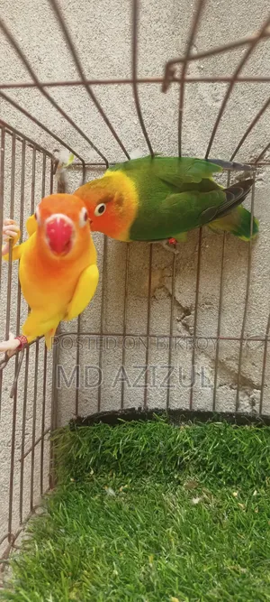 Lovebirds
