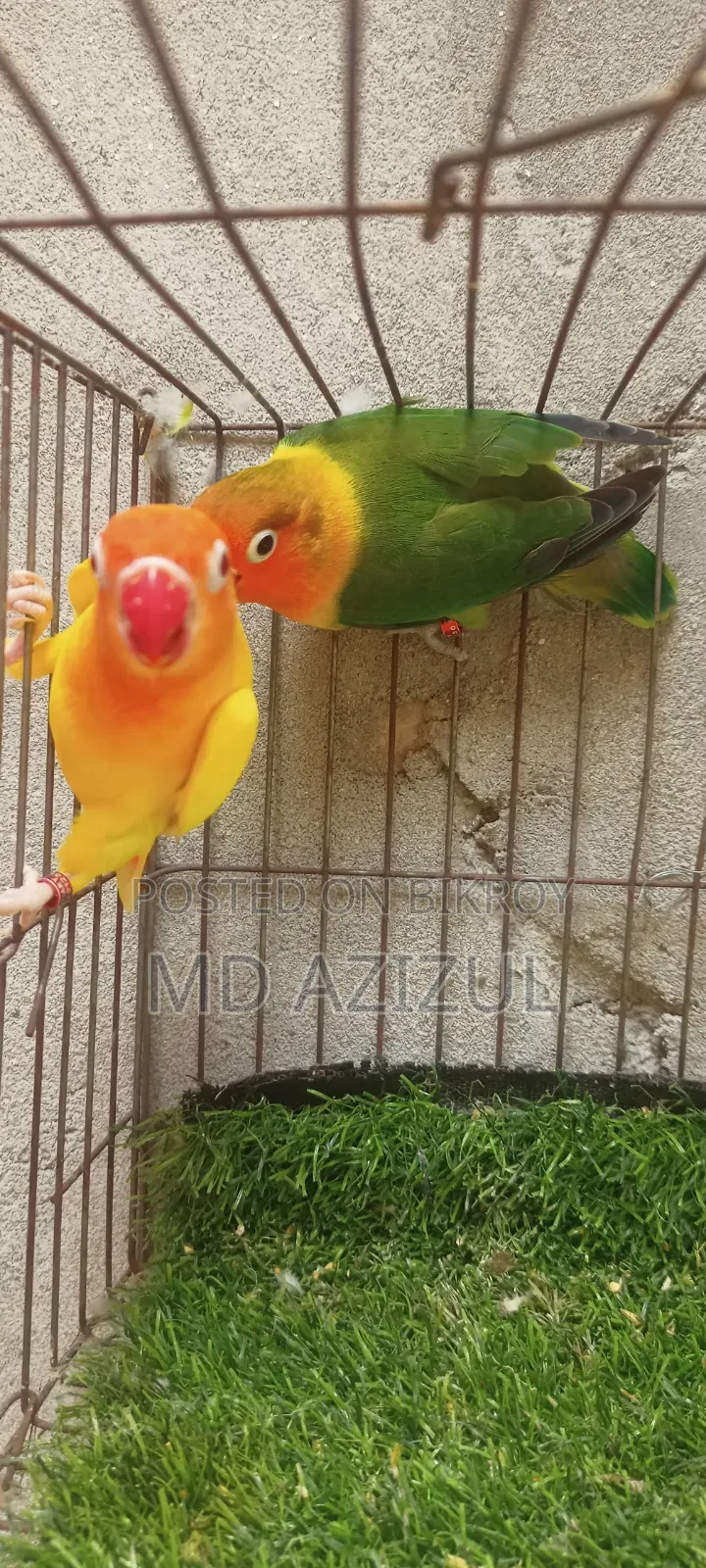 Lovebirds