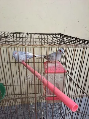 Dove bird for sale