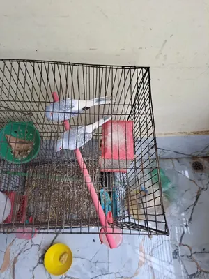 Dove bird for sale