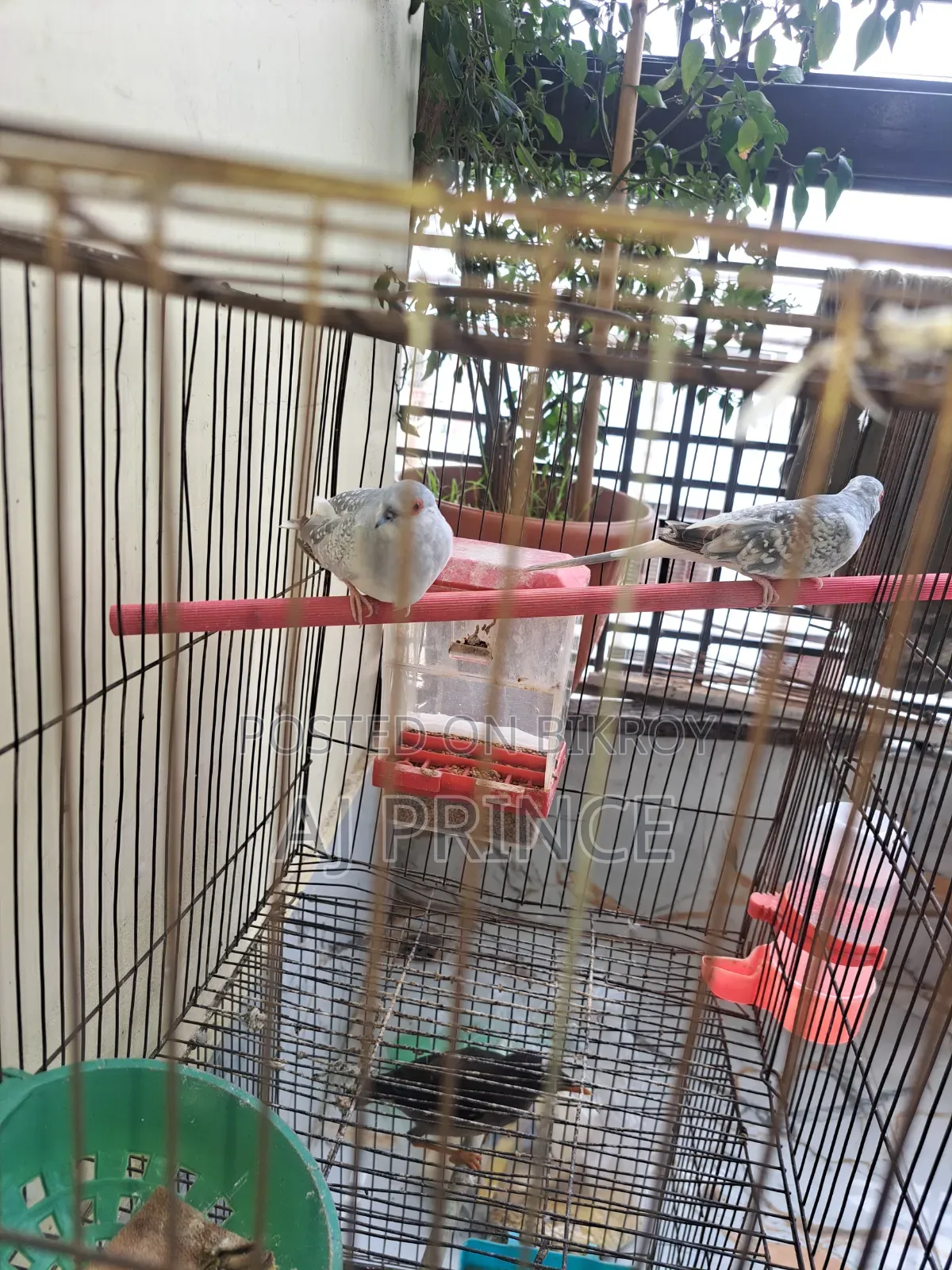 Dove bird for sale