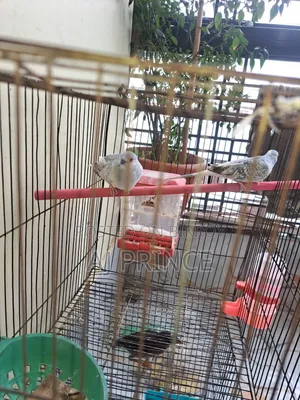 Dove bird for sale
