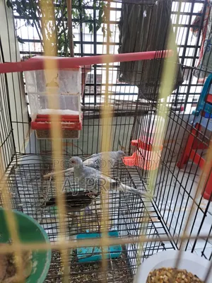 Dove bird for sale