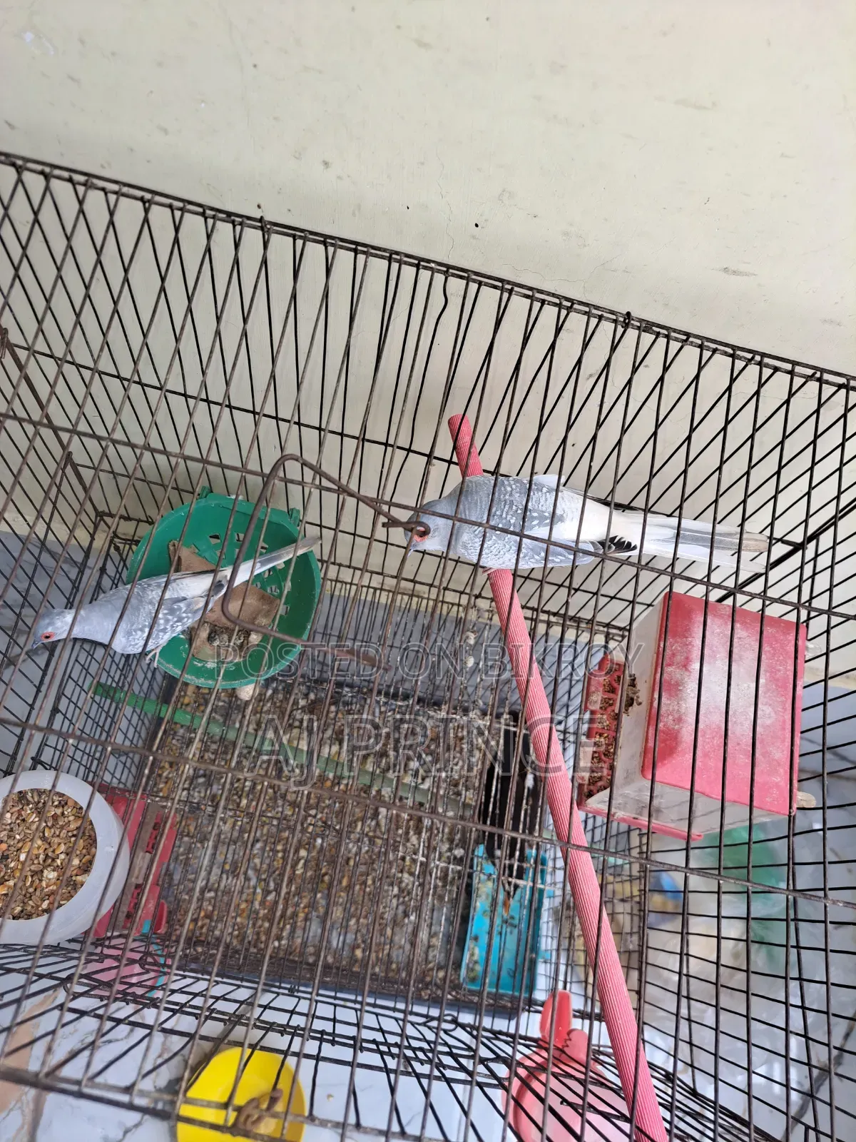 Dove bird for sale