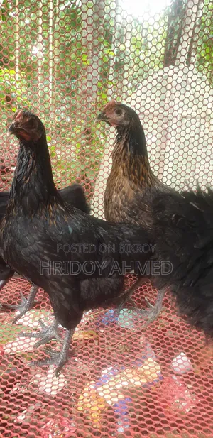 Colored Native Chicken
