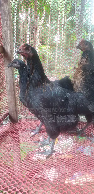 Colored Native Chicken