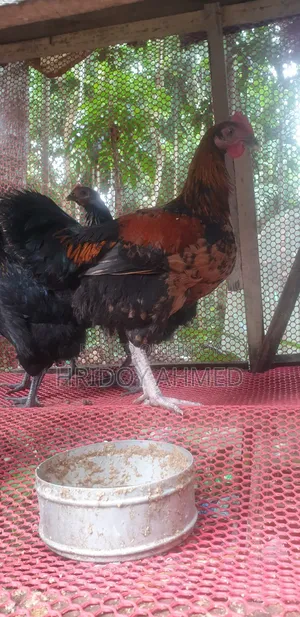 Colored Native Chicken