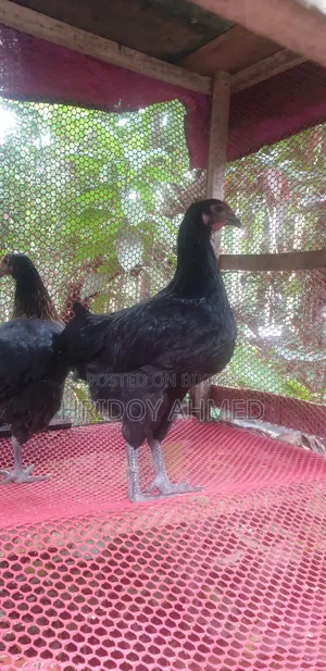 Colored Native Chicken
