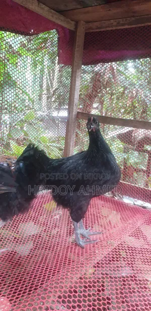 Colored Native Chicken