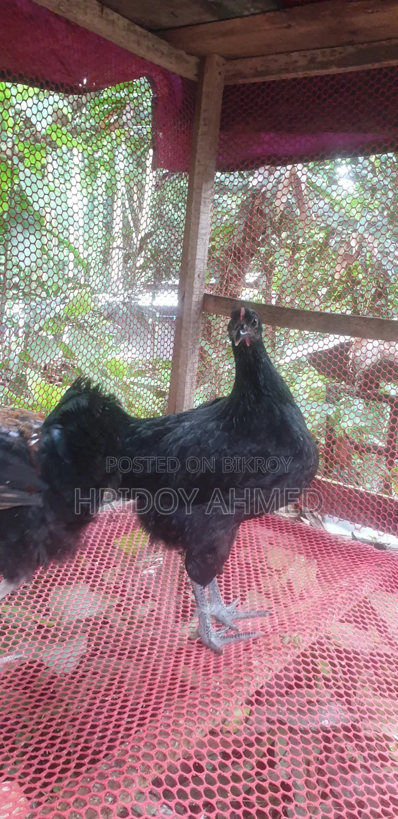 Colored Native Chicken
