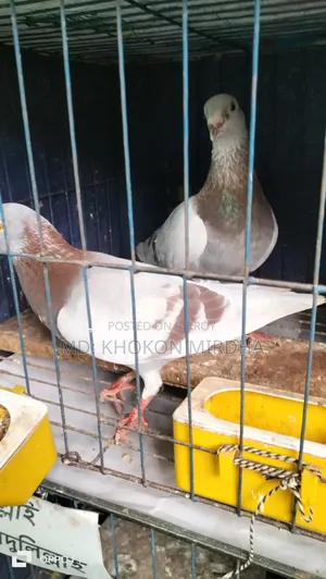 Pigeons for Sale