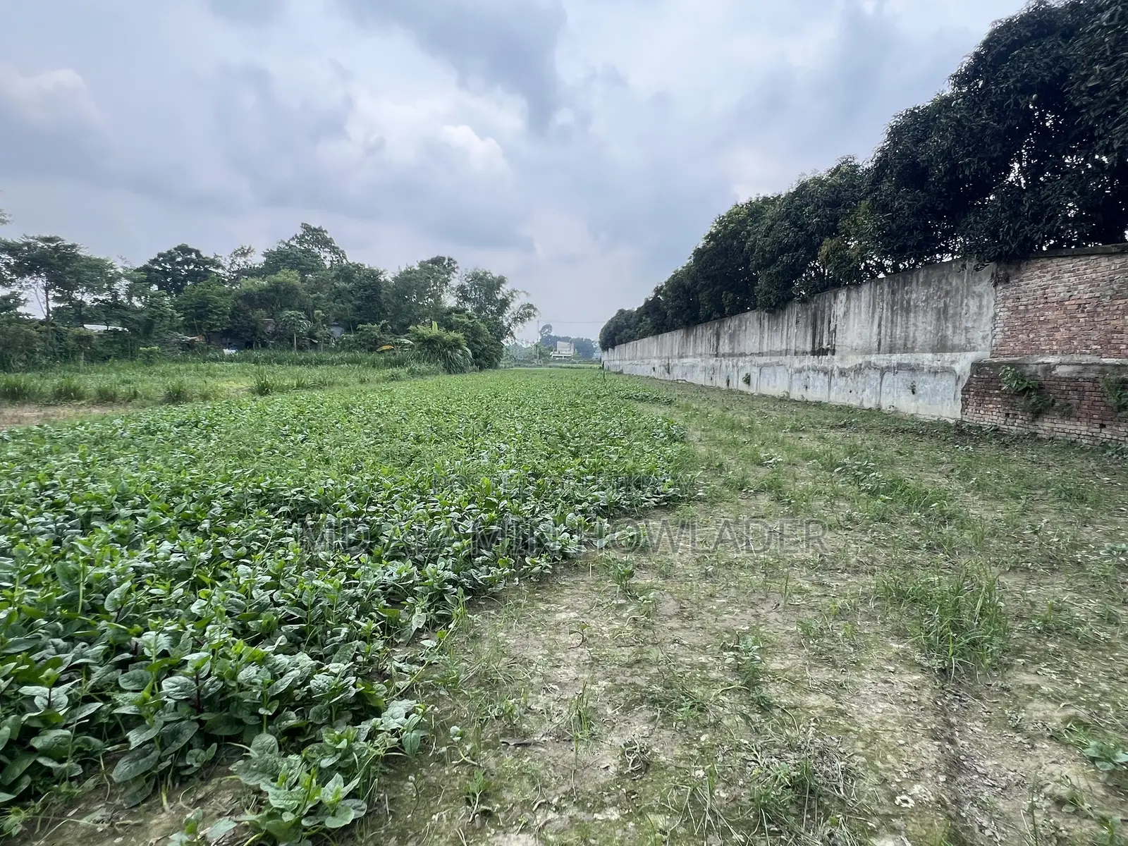 কৃষি জমি বিক্রি করা হবে