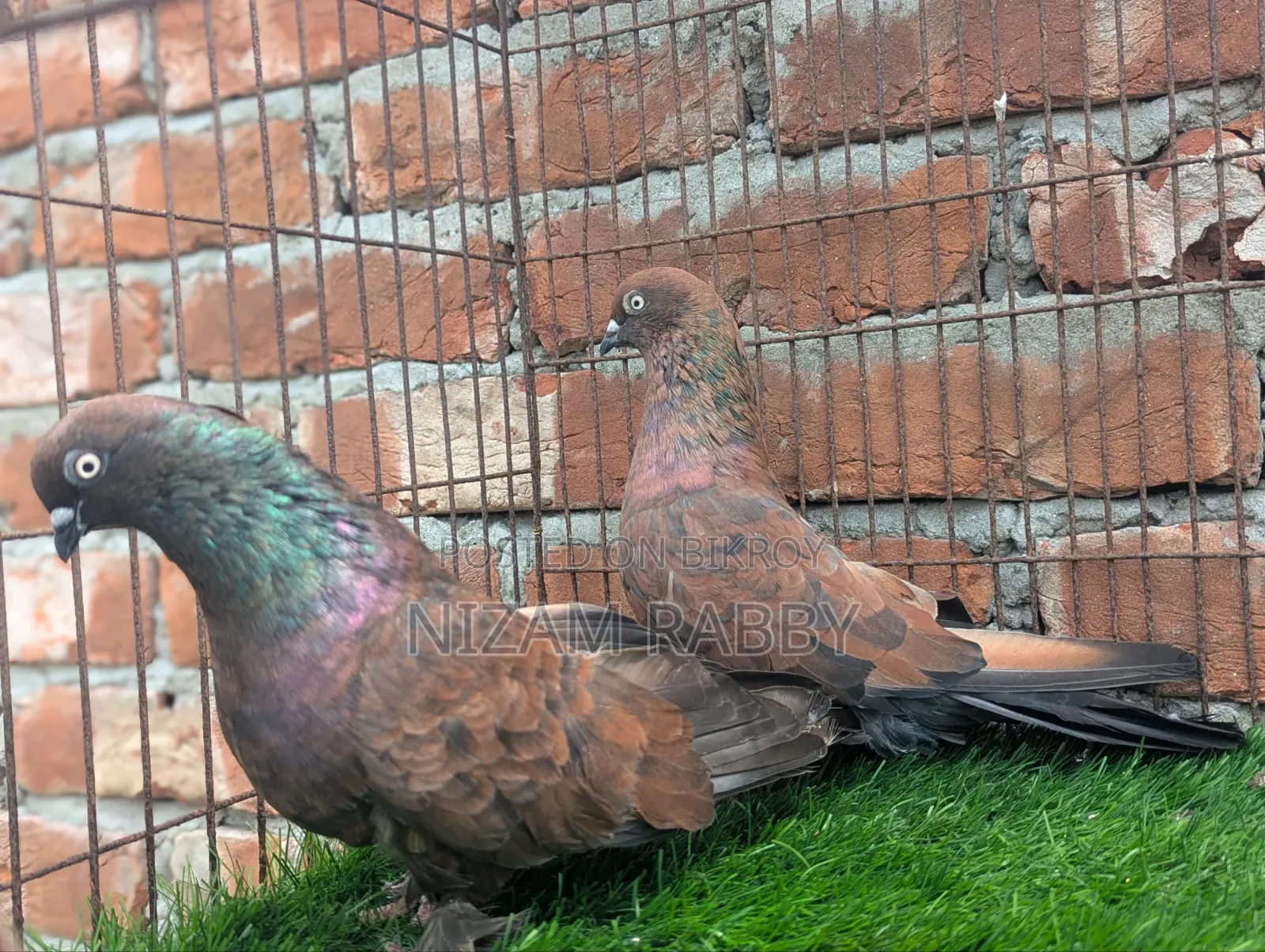 Chila Master Pair Jupa Mujala