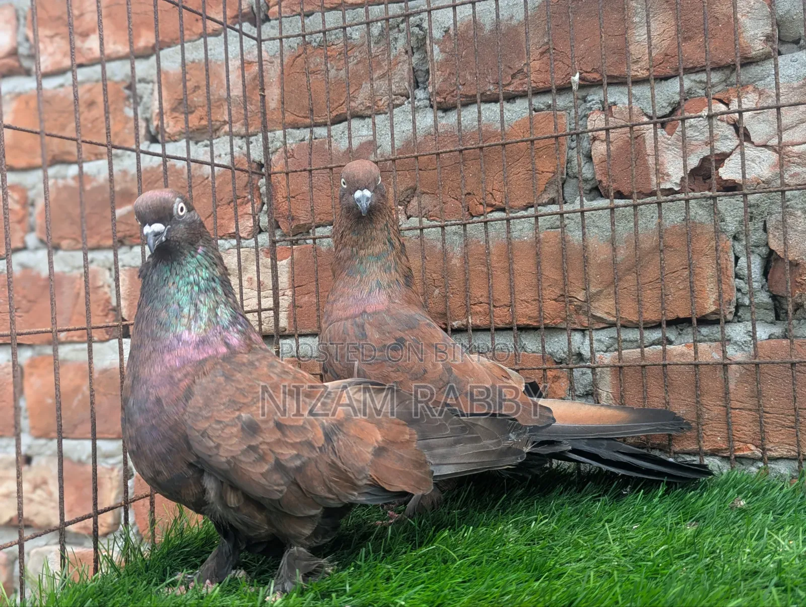 Chila Master Pair Jupa Mujala