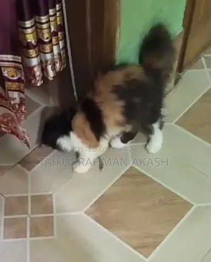 1-3 Months Female Purebred Persian
