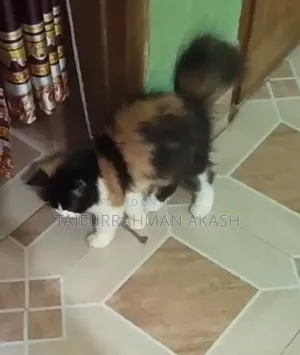 1-3 Months Female Purebred Persian
