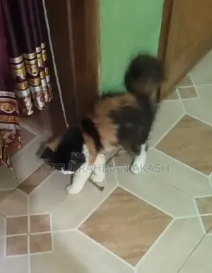1-3 Months Female Purebred Persian