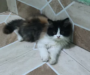 1-3 Months Female Purebred Persian