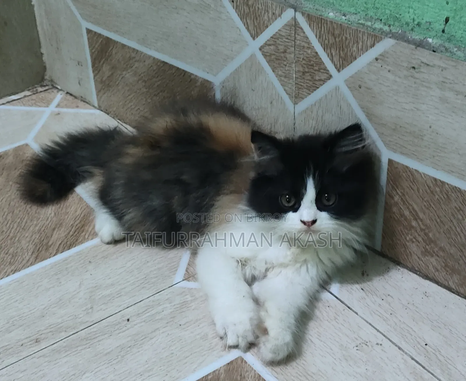 1-3 Months Female Purebred Persian