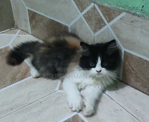 1-3 Months Female Purebred Persian