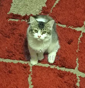 3-6 Months Female Purebred Persian