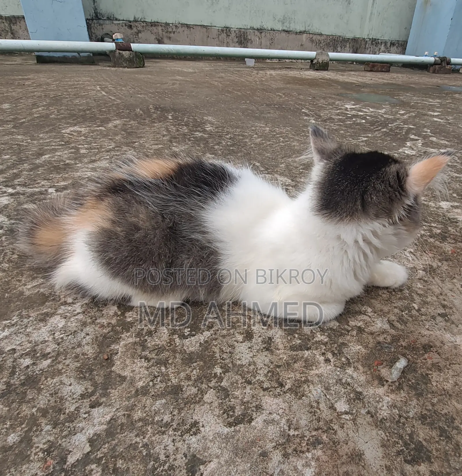 3-6 Months Female Purebred Persian