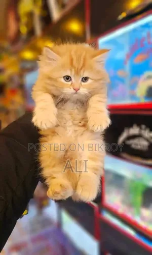 1-3 Months Male Purebred Persian