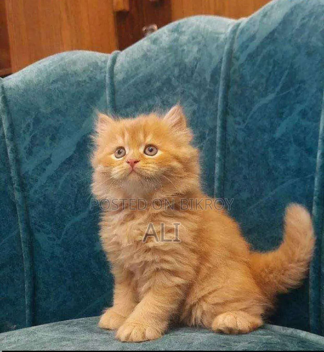 1-3 Months Male Purebred Persian