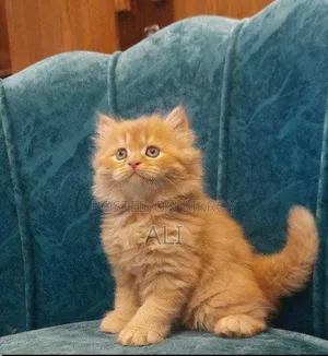 1-3 Months Male Purebred Persian