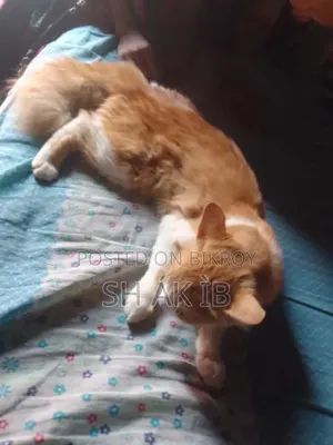 6-12 Months Male Mixed Breed Persian