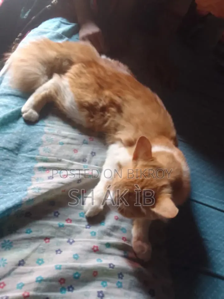 6-12 Months Male Mixed Breed Persian