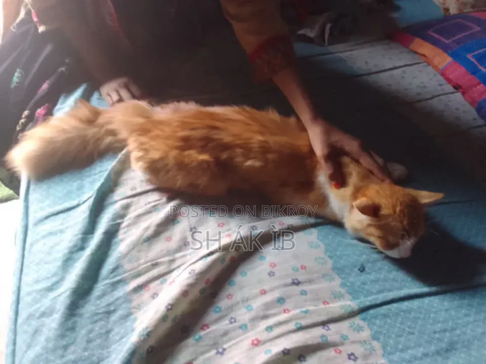 6-12 Months Male Mixed Breed Persian