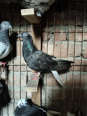 Pigeons for Sale