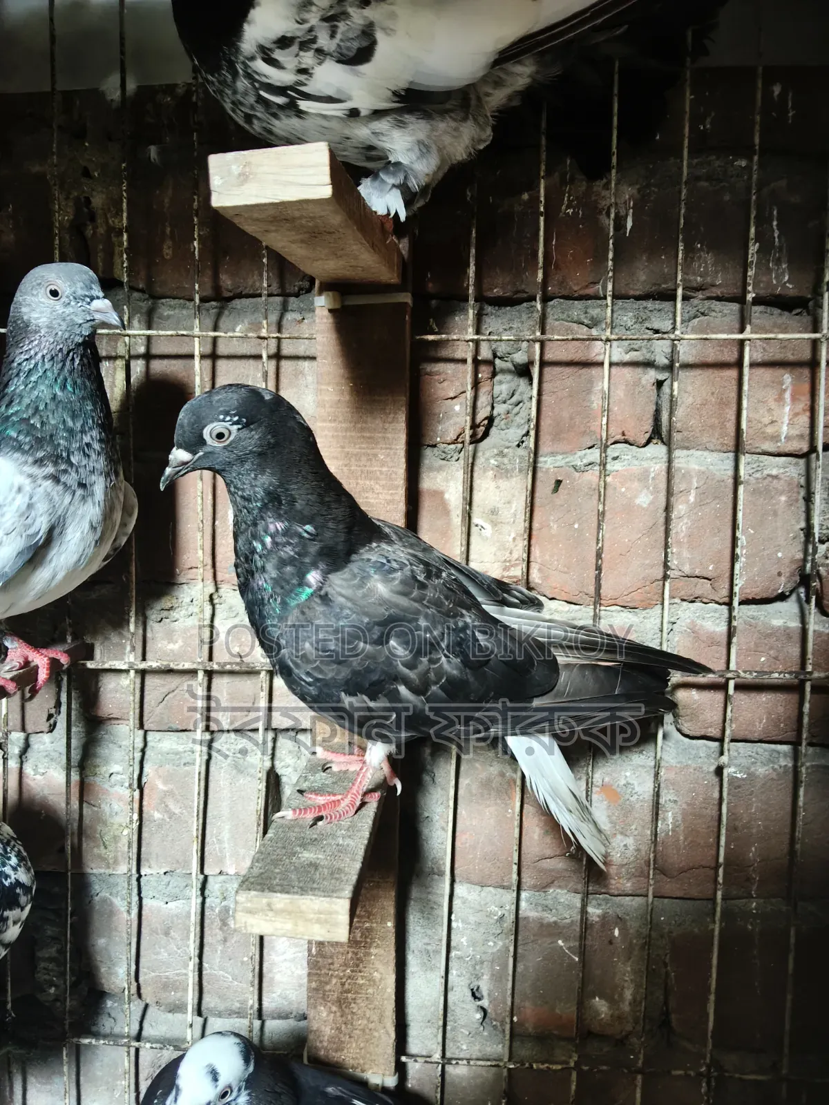 Pigeons for Sale