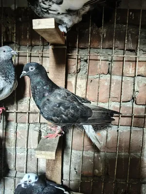 Pigeons for Sale