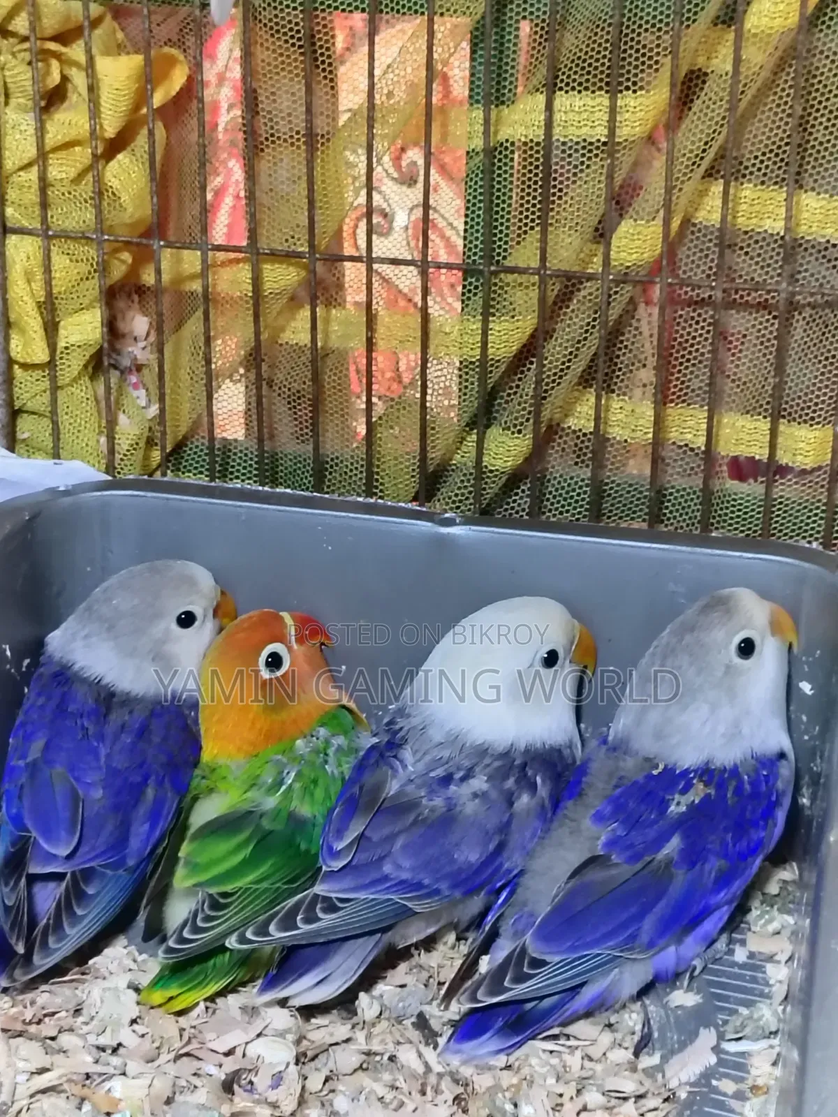 লাভ বার্ড বিক্রি