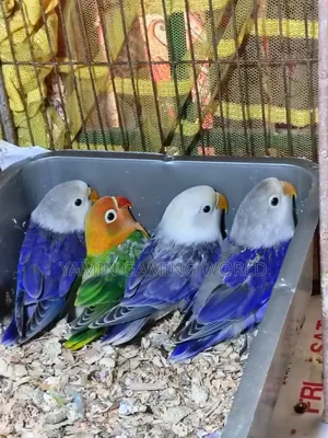 লাভ বার্ড বিক্রি