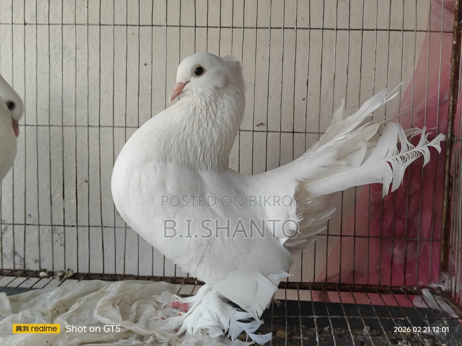 White American Lakha Pair