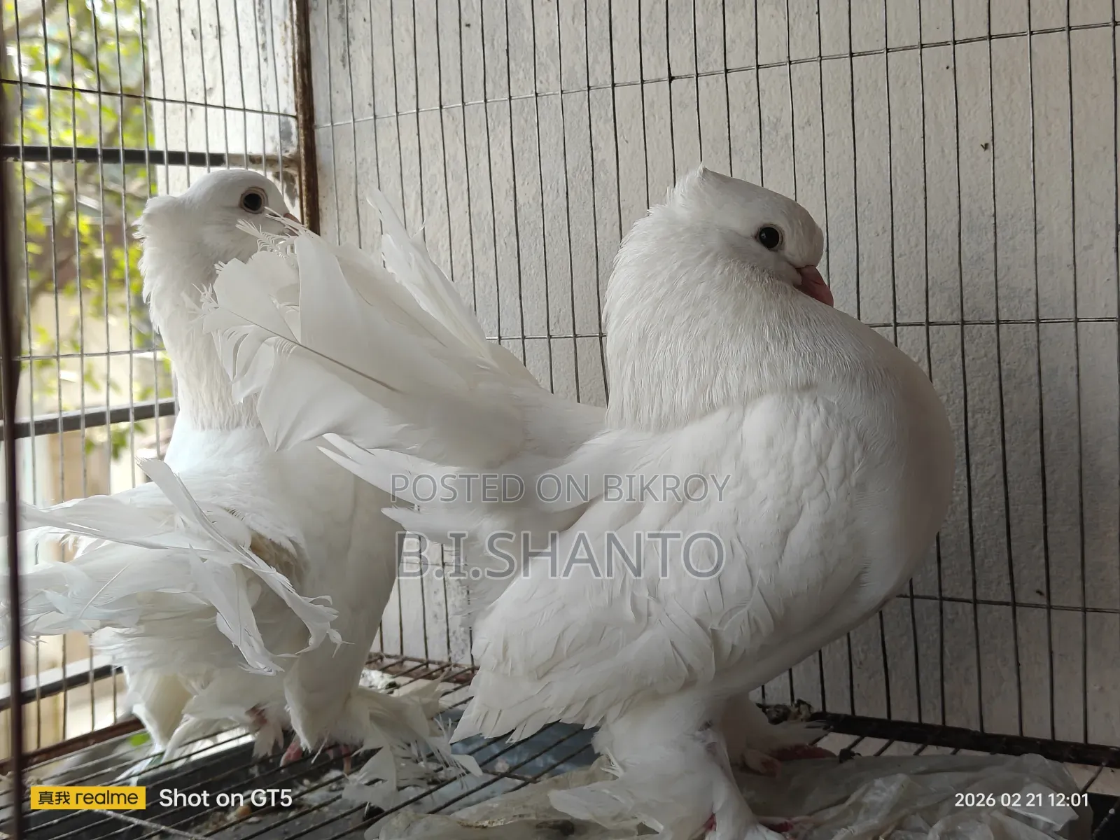White American Lakha Pair
