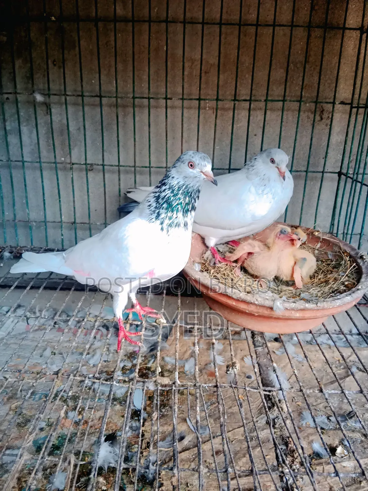 A good pair of Pakistani Golden pigeons for sale