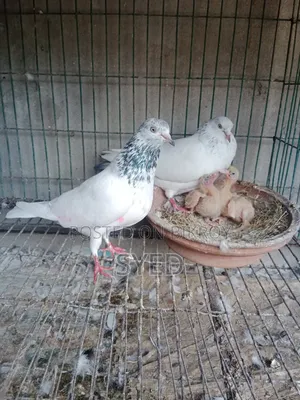 A good pair of Pakistani Golden pigeons for sale