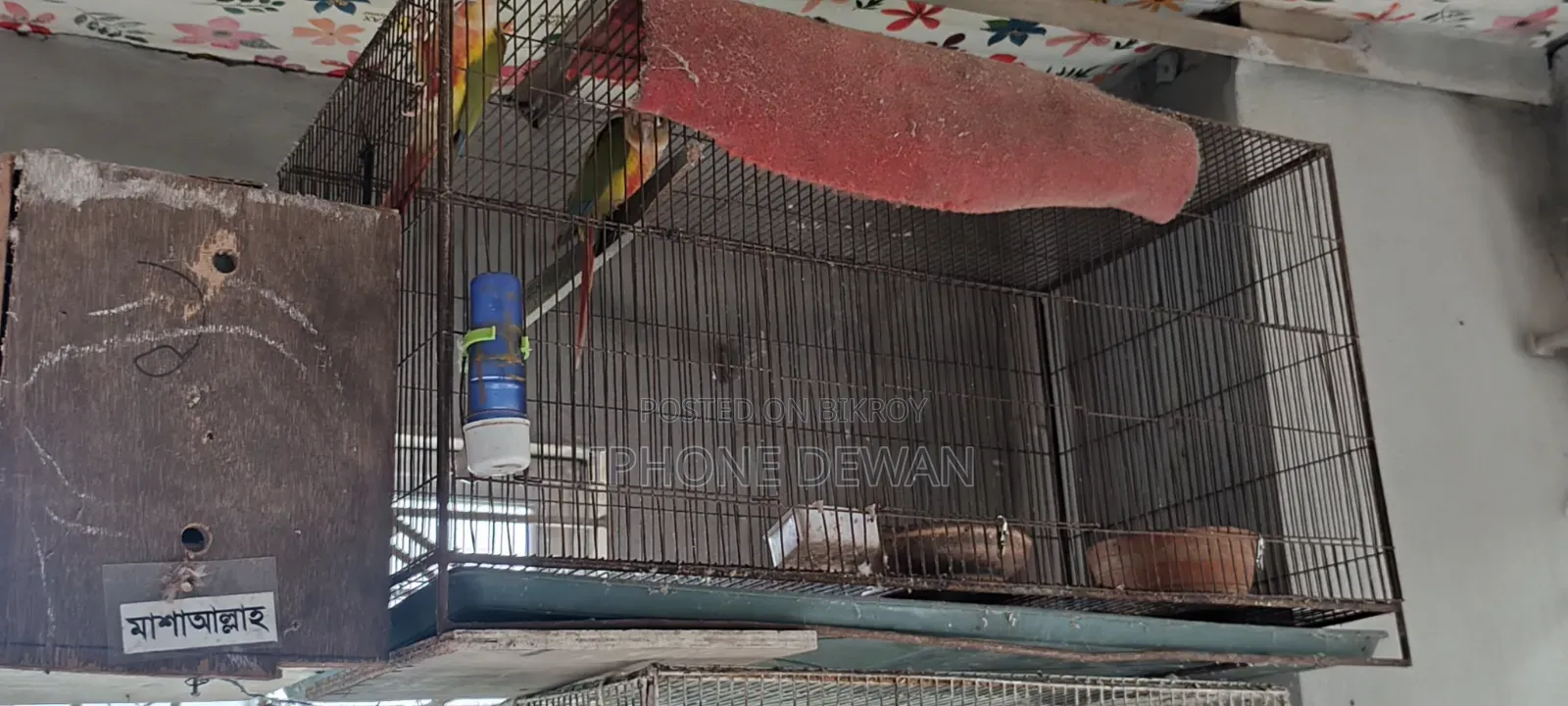 Bird and Chicken Cage