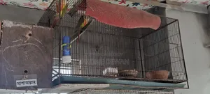Bird and Chicken Cage